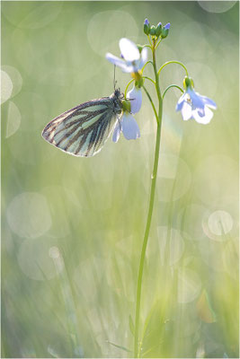 Grünader-Weißling (Pieris napi), Deutschland, Baden-Württemberg