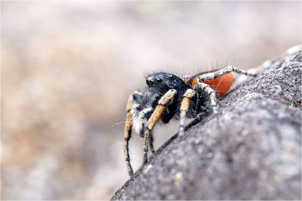 Goldaugen-Springspinne (Philaeus chrysops), Männchen, Frankreich, Ardèche