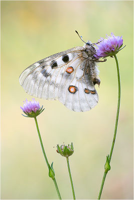 Roter Apollo (Parnassius apollo substitutus), Frankreich, Savoyen