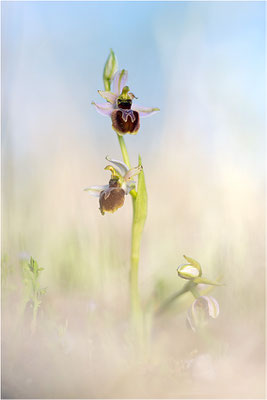 Ophrys splendida, Var