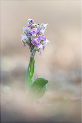 Milchweißes Knabenkraut (Neotinea lactea), Dep. Var, Frankreich