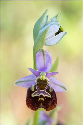 Ophrys fuciflora