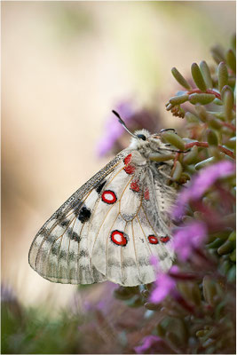 Roter Apollo (Parnassius apollo valesiacus), Schweiz, Kanton Wallis