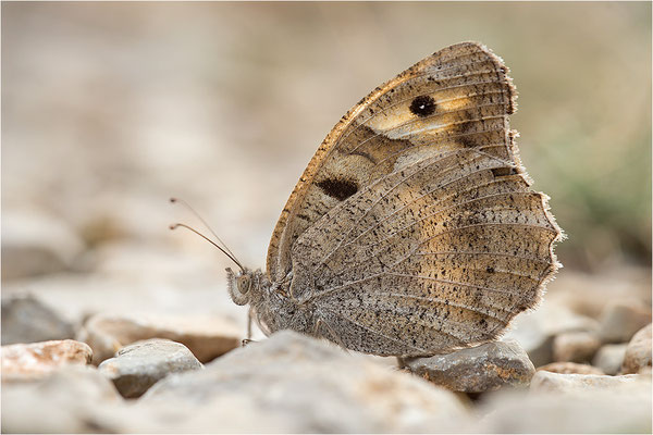 Berghexe (Chazara briseis), Weibchen, Frankreich, Dep. Drôme