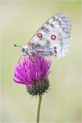 Roter Apollo (Parnassius apollo pedemontanus), Italien, Region Aostatal, 2.100m