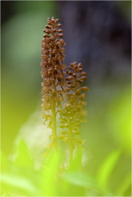 Vogel-Nestwurz (Neottia nidus-avis), Schweiz, Oberwallis