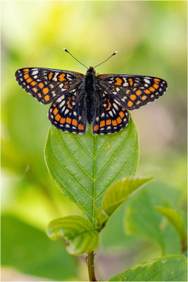Eschen-Scheckenfalter (Euphydryas maturna), Schweden, Örebro län