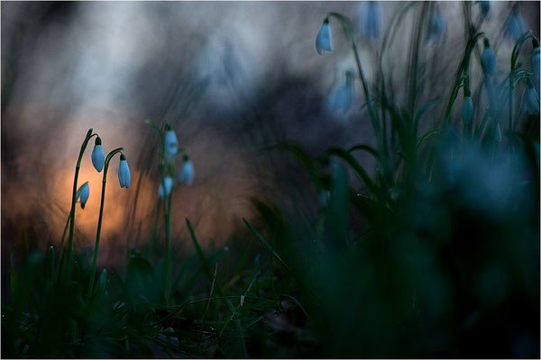 Schneeglöckchen (Galanthus nivatus), Deutschland, Baden-Württemberg