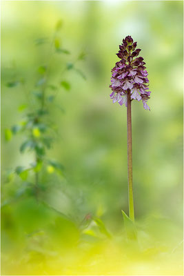 Purpur-Knabenkraut (Orchis purpurea), Deutschland, Baden-Württemberg