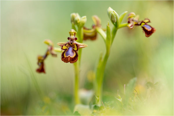 Spiegel-Ragwurz (Ophrys speculum)