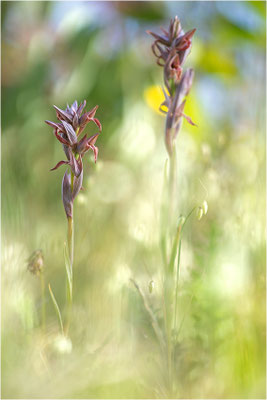 Nurra-Zungenstendel (Serapias nurrica), Italien, Sardinien