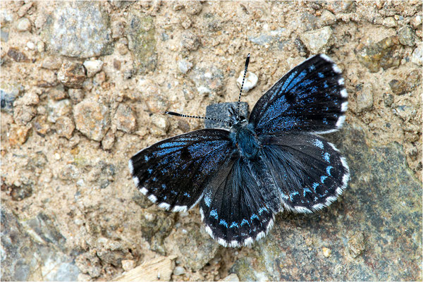 Fetthennen-Bläuling (Scolitantides orion), Frankreich, Dep. Pyrénées-Orientales