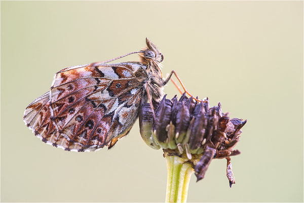 Natterwurz-Perlmuttfalter (Boloria titania), Italien, Region Aostatal, 2000m