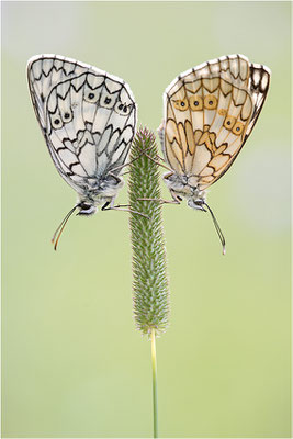 Russisches Schachbrett (Melanargia russiae), Paar, Frankreich, Dep. Var