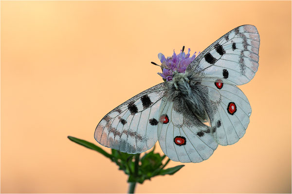 Roter Apollo (Parnassius apollo vercoricus), Frankreich, Dep. Isere