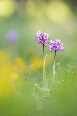Affen-Knabenkraut (Orchis simia), Frankreich, Isere