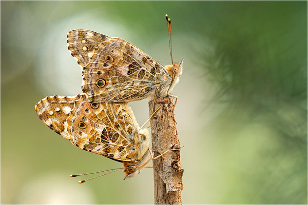 Distelfalter (Vanessa cardui), Italien, Sardinien
