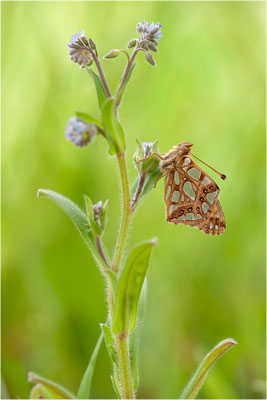 Kleiner Perlmutterfalter (Issoria lathonia), Deutschland, Brandenburg