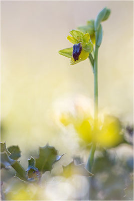 Ophrys lutea, Bouches-du-Rhône