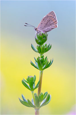 Kleiner Feuerfalter (Lycaena phlaeas), Deutschland, Baden-Württemberg