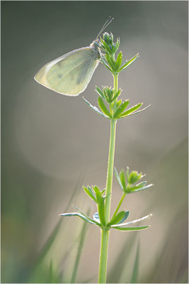 Kleiner Kohlweißling (Pieris rapae), Deutschland, Baden-Württemberg