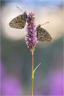 Stiefmütterchen-Perlmutterfalter (Argynnis niobe), Italien, Region Aostatal, 2000m