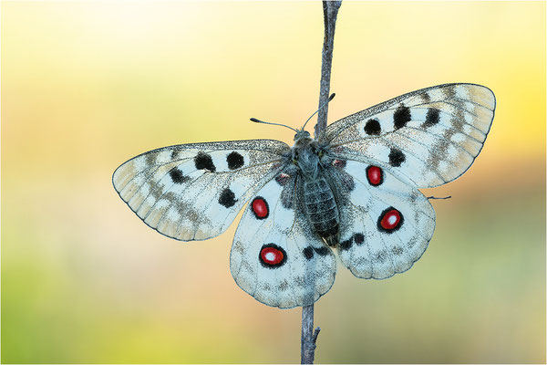 Roter Apollo (Parnassius apollo linnei), Schweden, Gotland