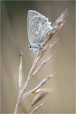 Zahnflügel-Bläuling (Polyommatus daphnis), Weibchen, Deutschland, Oberbayern