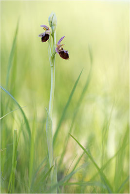 Hummel-Ragwurz (Ophrys fuciflora), Südlicher Oberrhein, Baden-Württemberg