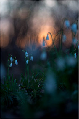 Schneeglöckchen (Galanthus nivatus), Deutschland, Baden-Württemberg