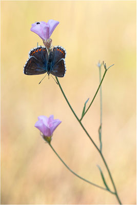 Himmelblauer Bläuling (Polyommatus bellargus f. cerones), Weibchen, Frankreich, Ardèche