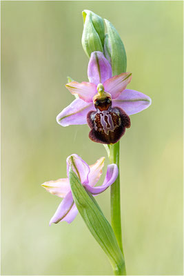 Ophrys aveyronensis