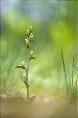 Weißes Waldvöglein (Cephalanthera damasonium), Frankreich, Drôme