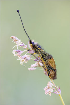 Langfühleriger Schmetterlingshaft (Libelloides longicornis), Männchen, Italien, Region Aostatal