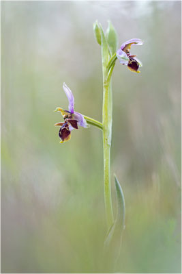 Ophrys scolopax, Plaines-des-Maures, Var