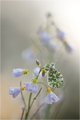 Aurorafalter (Anthocharis cardamines), Weibchen, Deutschland, Baden-Württemberg