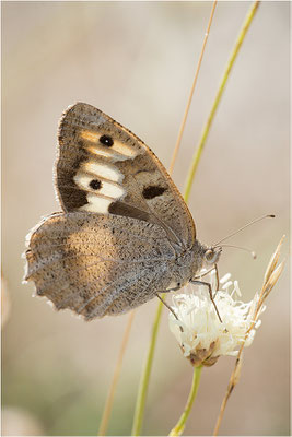 Berghexe (Chazara briseis), Weibchen, Frankreich, Dep. Drôme
