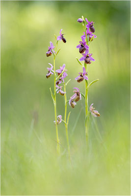Ophrys aveyronensis
