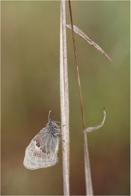 Kleines Wiesenvögelchen (Coenonympha pamphilus), Deutschland, Baden-Württemberg