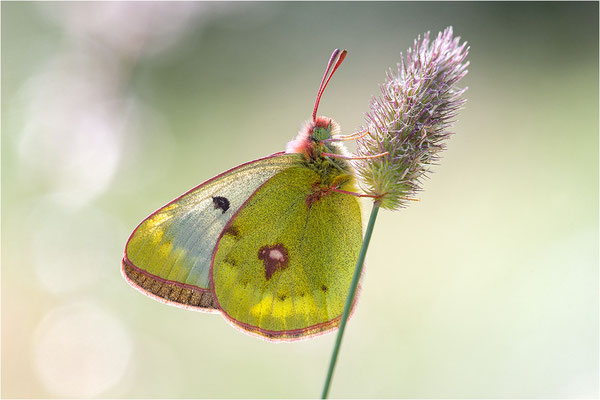 Alpen-Gelbling (Colias phicomone), Schweiz, Kanton Bern