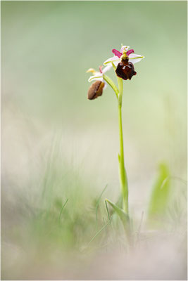Moris Ragwurz (Ophrys morisii)