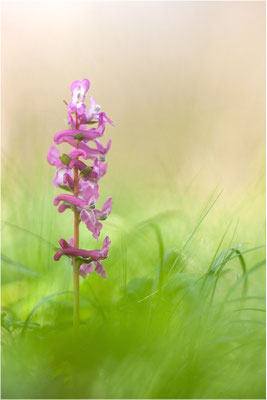 Hohler Lerchensporn (Corydalis cava), Deutschland, Baden-Württemberg