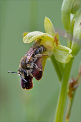 Ophrys sulcata