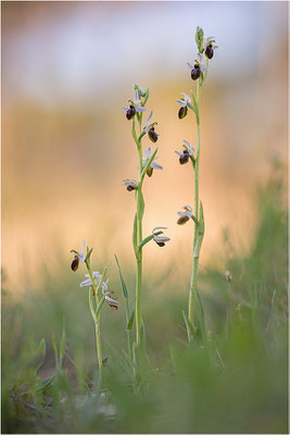 Ophrys splendida, Var