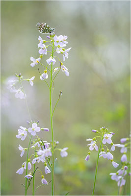 Aurorafalter (Anthocharis cardamines), Männchen, Deutschland, Baden-Württemberg