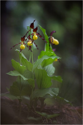 Gelber Frauenschuh (Cypripedium calceolus), Schweden, Jämtlands län