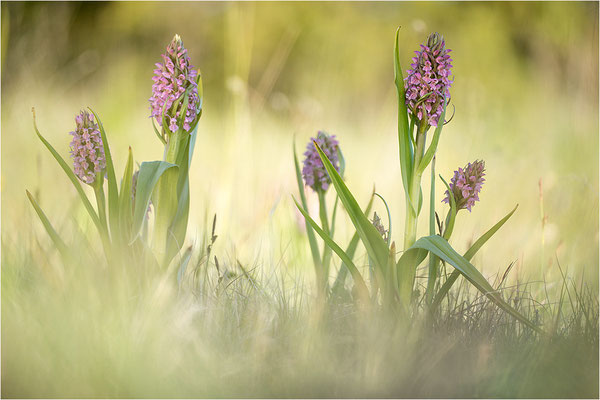 Fleischfarbene Fingerwurz (Dactylorhiza incarnata), Schweden, Gotland