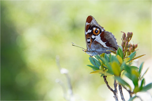 Großer Schillerfalter (Apatura iris), Männchen, Österreich, Tirol