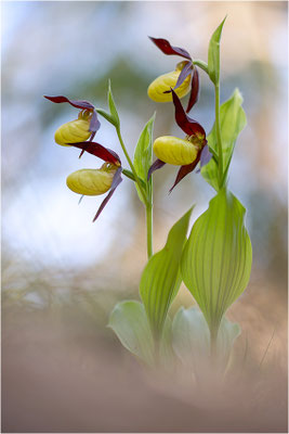 Gelber Frauenschuh (Cypripedium calceolus), Schweden, Gotland