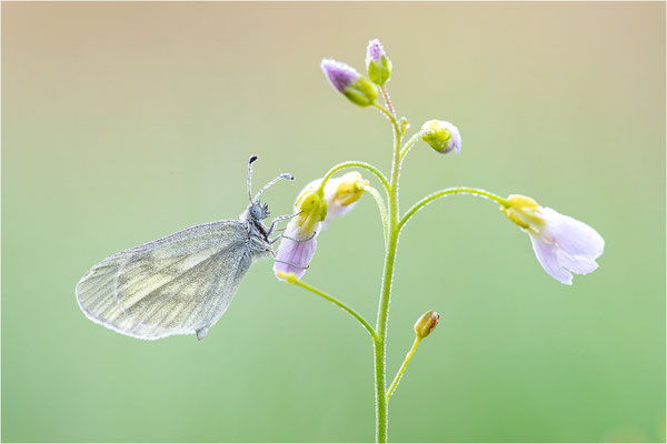 Tintenfleck-Weißling (Leptidea sinapis bzw. juvernica), Deutschland, Baden-Württemberg